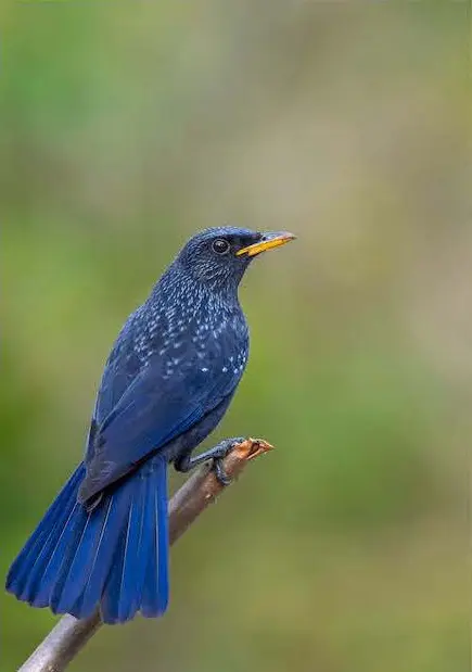 Sonanadi