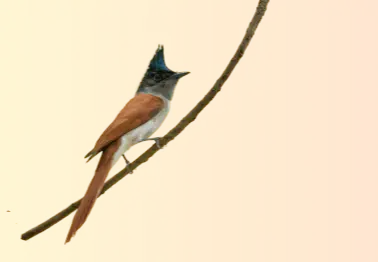 Asian Paradise Flycatcher