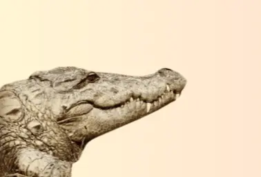 Gharial