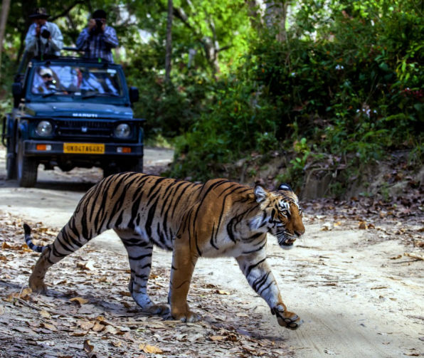 tiger