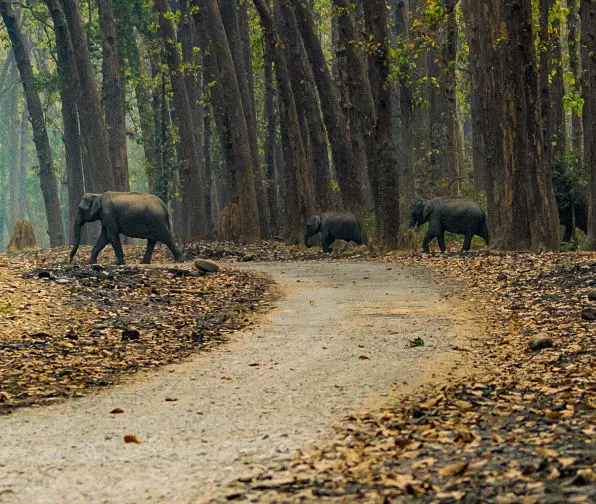 elephant